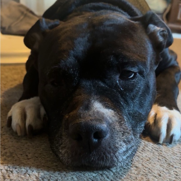 In Memory of Athena Bean - Picture 8 of 12